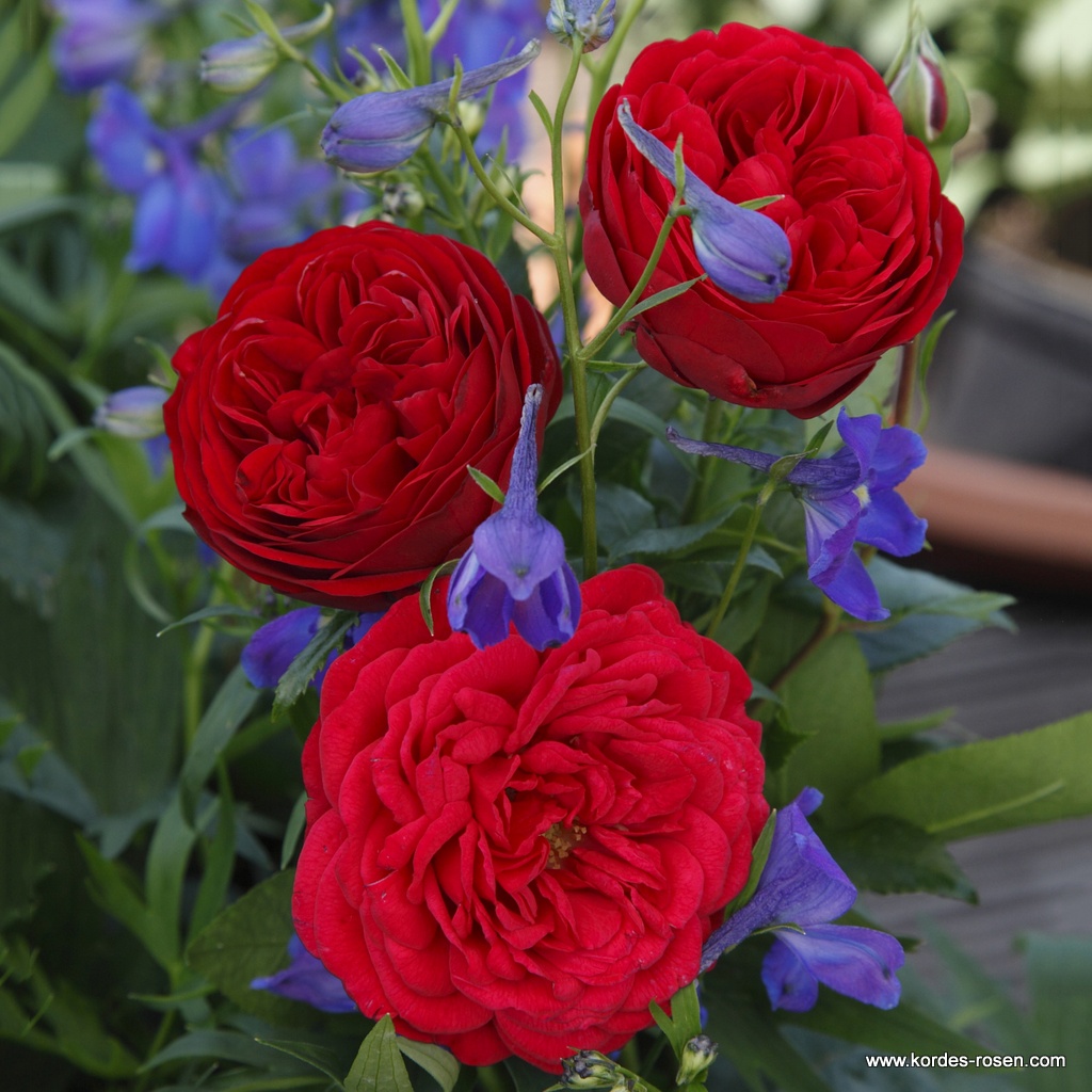 Роза флорибунда Аут Оф Розенхайм